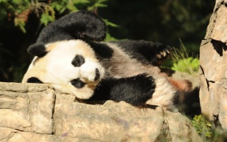 Fotos osos pandas relajados