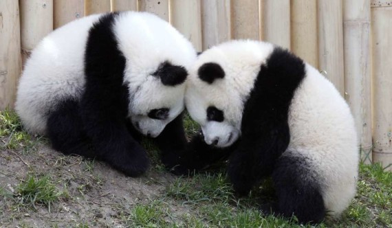 panda bebe