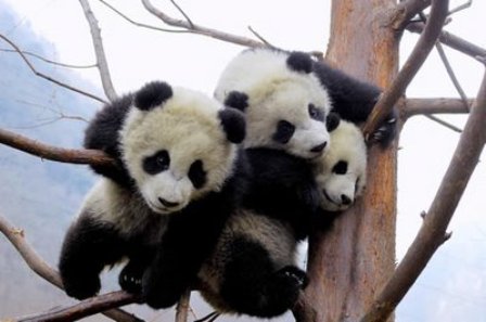 Foto tres osos pandas bebe jugando en un arbol 
