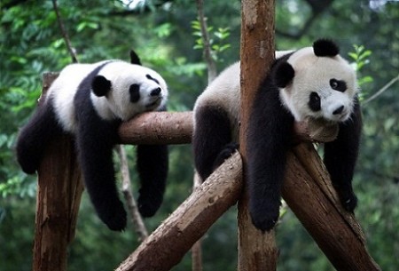 Imagen de dos osos pandas descansando muy relajados