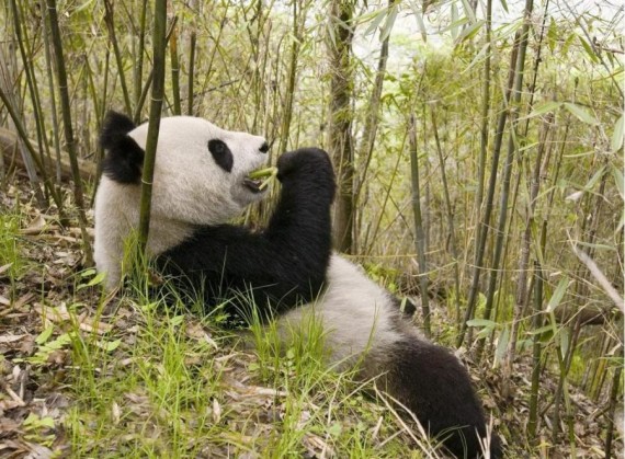 Fotografia de oso panda disfrutando de la vida