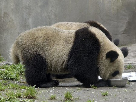 Imagenes osos pandas gigantes