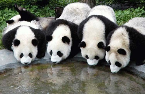 Fotografia varios osos panda bebiendo agua