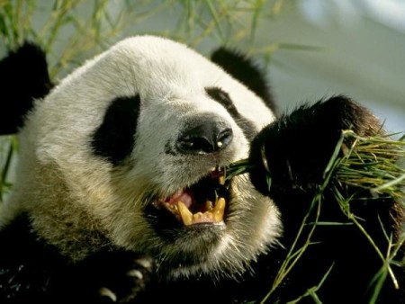 Fotos osos pandas comiendo
