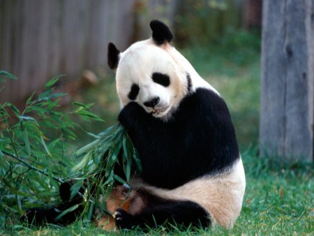 Fotografias osos pandas comiendo