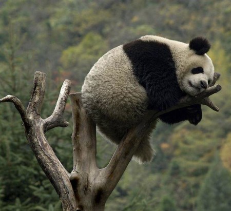 Imagen de oso panda en la punta de un arbol