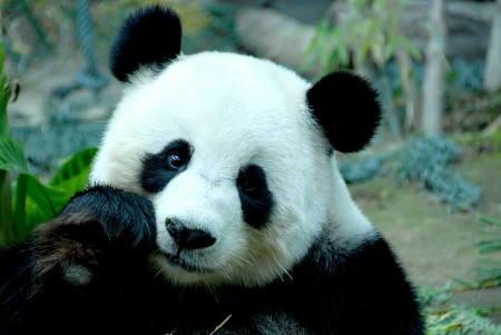 Fotografia oso panda