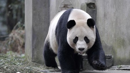 Imagen oso panda gigante