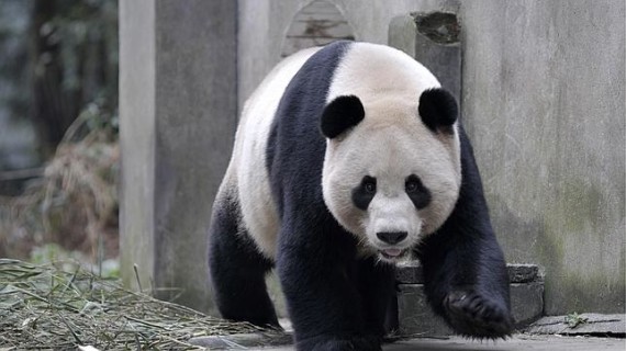 Imagen oso panda gigante fotos