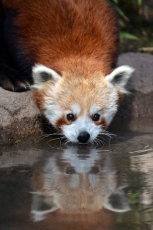 Imagen de oso panda rojo tomando agua