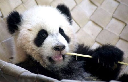 Fotografia oso panda mordisqueando una varilla