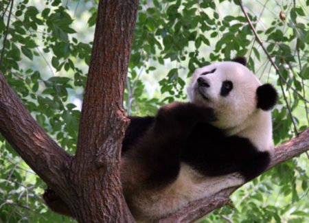 Fotografia de oso panda trepado en un arbol