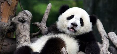 Fotografia de oso panda perezoso