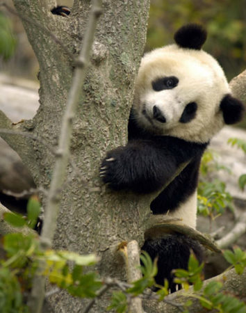 Simpatica fotografia de oso panda abrazando un arbol