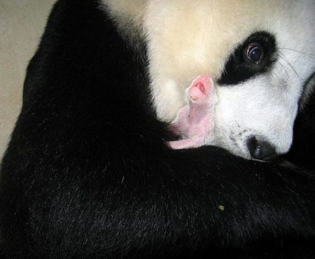 Fotografia osa panda con su cachorro recien nacido