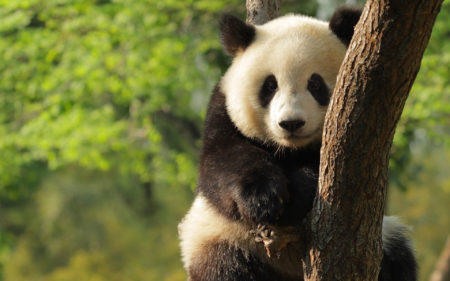 Fotografia oso panda trepando un arbol