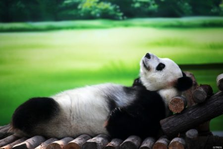 Fotografia de oso panda descansando placidamente