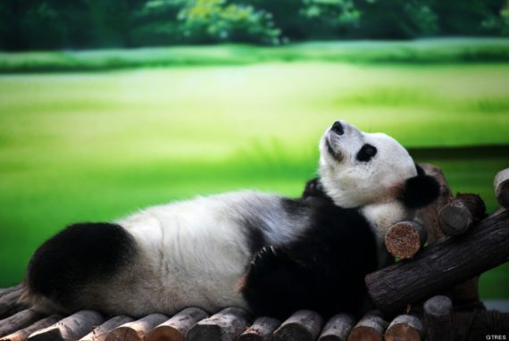 Fotografia de oso panda descansando placidamente