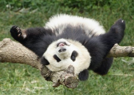 Fotografia de oso panda jugueton