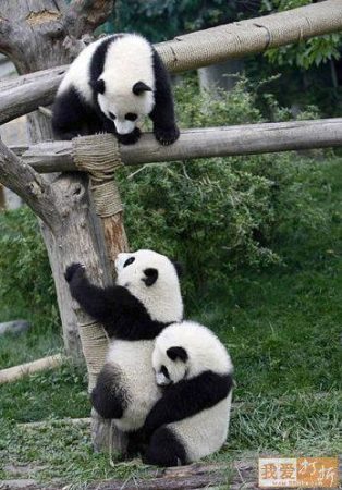 Simpatica fotografia de osos panda jugando