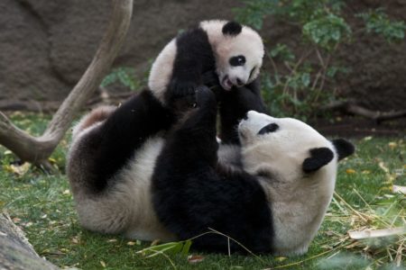 Fotografia de osa panda jugando con su cria bebe -foto