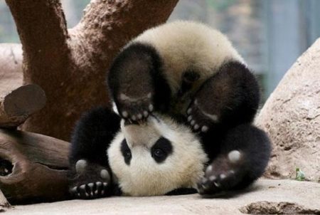 Fotografia de osito panda patas para arriba