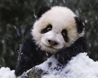 imagenes de osos panda