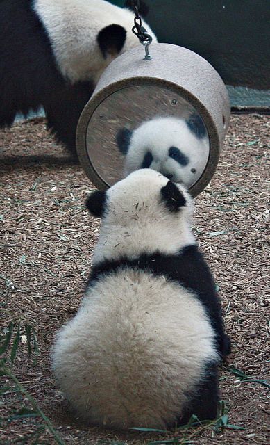 imagenes de osos panda