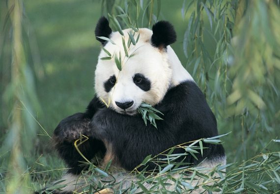 Simpatica imagen de oso panda comiendo