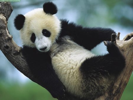 Osos panda: imágenes y fotografias