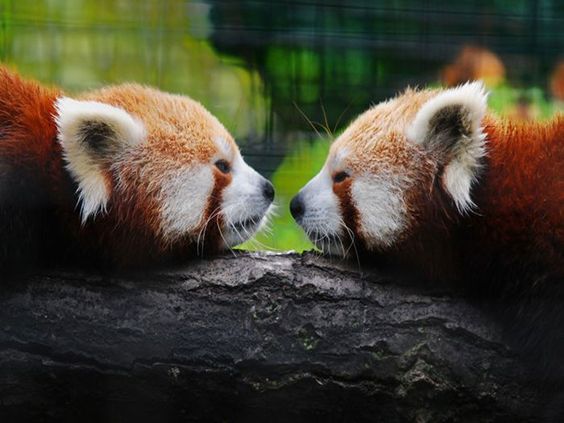 Fotografia ositos panda rojos