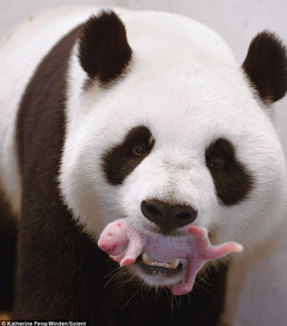 Mamá osa panda con su bebe recien nacido
