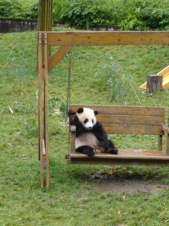 Fotografia de oso panda disfrutando de la vida