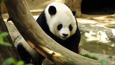 Imagen de oso panda