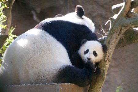 Mama osa panda con su cachorro