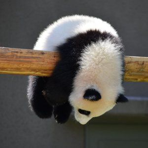 Imagen de osito panda colgando en una rama