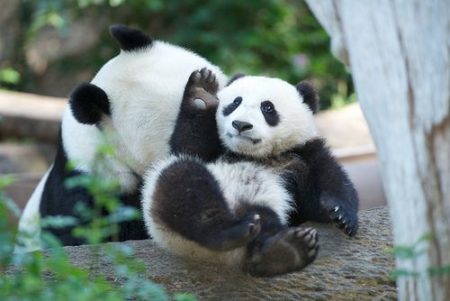 imagenes de osos panda