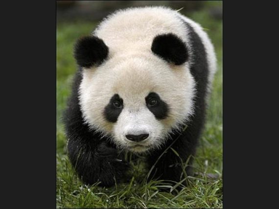imagenes de osos panda
