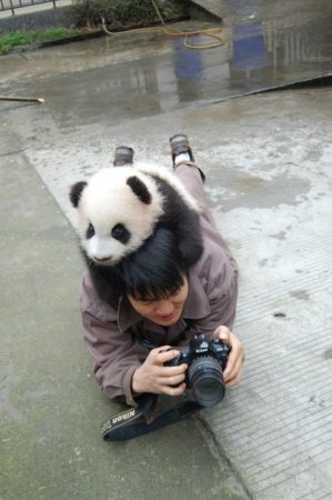 Imagen de oso panda jugueton