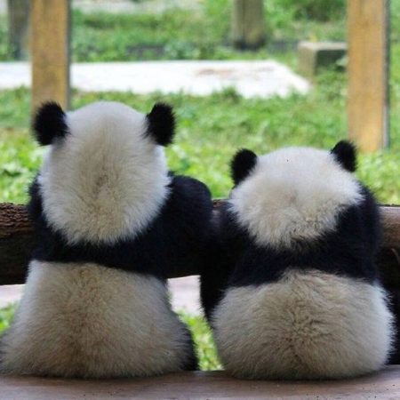 fotografias de osos panda
