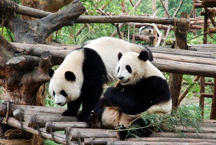 Simpatica fotografia de osos panda