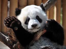 fotos de osos panda