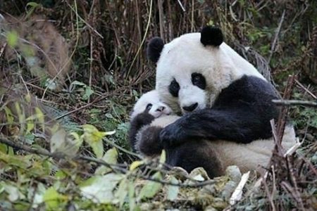 Tierna imagen de osa panda con su cria