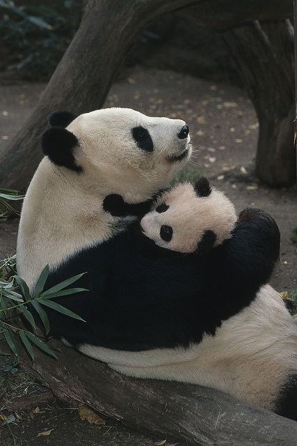Imagen osa panda consintiendo a su cria