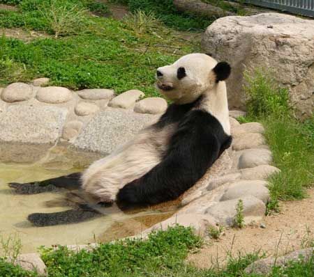 Fotografia de oso panda bañandose placidamente