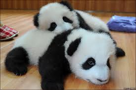Simpatica foto de ositos panda