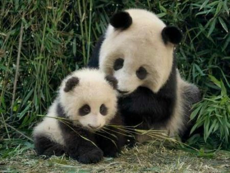 Imagen osa panda mama con su cachorro bebe