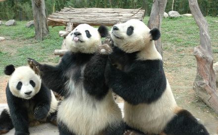 imagenes de osos pandas