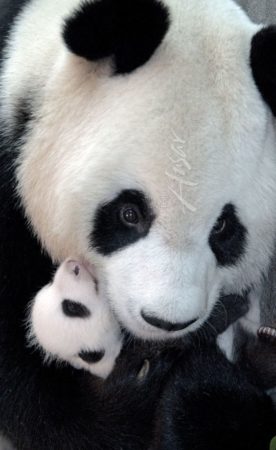 Fotografia mama osa panda con su cria bebe