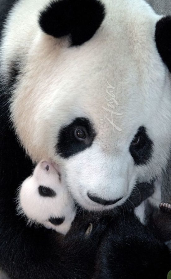 Fotografia mama osa panda con su cria bebe